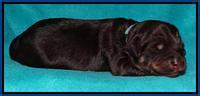 Shelby Armani pups 1 wk old 131