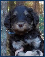 Shelby Armani pups 5 wks old 11