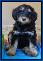 Shelby Armani pups 7 weeks old 201