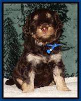 Shelby's pups 4 wks old 101