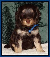 Shelby's pups 4 wks old 121