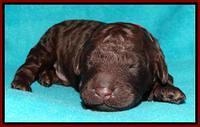 Shelby Armani pups 1 wk old 231
