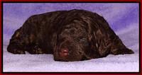 Shelby Armani pups 2 wks old 141