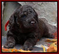 Shelby Armani pups 3 wks old 101