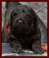 Shelby Armani pups 3 wks old 111