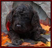 Shelby Armani pups 3 wks old 121