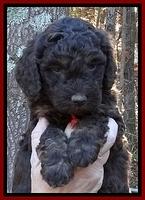 Shelby Armani pups 5 wks old 171