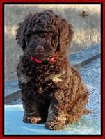 Shelby Armani pups 7 weeks old 251