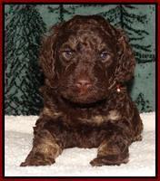 Shelby's pups 4 wks old 151