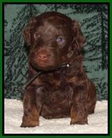 Shelby's pups 4 wks old 261