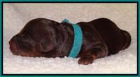 Shelby Armani newborn pups 111
