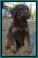 Shelby Armani pups 6 weeks old 281