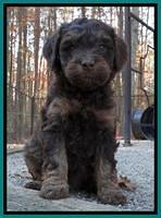 Shelby Armani pups 6 weeks old 301