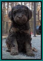 Shelby Armani pups 6 weeks old 311