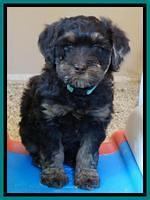 Shelby Armani pups 7 weeks old 301