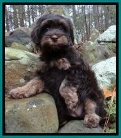 Shelby Armani pups 8 wks old3 10