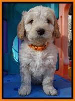 Shelby Armani pups 7 weeks old 331