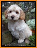 Shelby Armani pups 8 wks old4 10