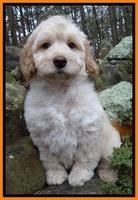 Shelby Armani pups 8 wks old5 10