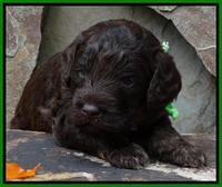 Lime 6 wks (11)