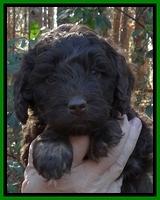 Shelby Armani pups 5 wks old 61