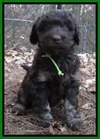 Shelby Armani pups 6 weeks old 361
