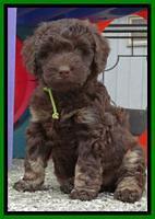 Shelby Armani pups 6 weeks old 38100