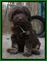 Shelby Armani pups 6 weeks old 42100