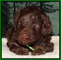 Shelby's pups 4 wks old 291