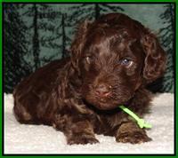 Shelby's pups 4 wks old 301