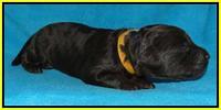 Shelby Armani pups 1 wk old 341