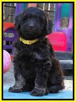 Shelby Armani pups 7 weeks old 391