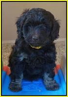 Shelby Armani pups 7 weeks old 411
