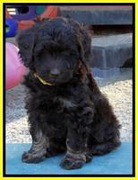 Shelby Armani pups 7 weeks old 431