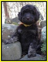 Shelby Armani pups 8 wks old 141