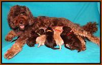 Shelby Armani pups 1 wk old 21