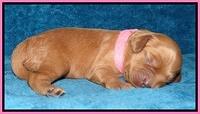 Macy Max pups 1 wk old 21