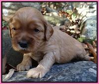 Macy Max pups 3 wks old 11