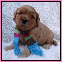 Macy Max pups 4 wks old 11