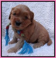 Macy Max pups 4 wks old 21