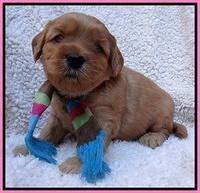 Macy Max pups 4 wks old 31