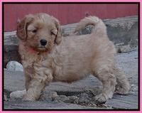 Macy Max pups 6 wks old 31