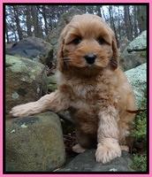 Macy Max pups 8 wks old 31