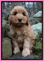 Macy Max pups 8 wks old 41
