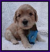 Macy Max pups 4 wks old 41