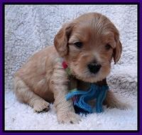 Macy Max pups 4 wks old 51