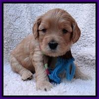 Macy Max pups 4 wks old 61