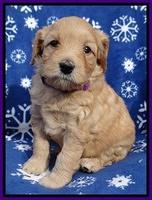 Macy Max pups 5wks old 31
