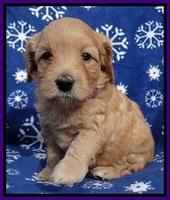Macy Max pups 5wks old 41