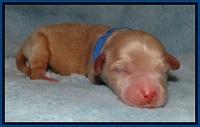 Macy Max newborn 11